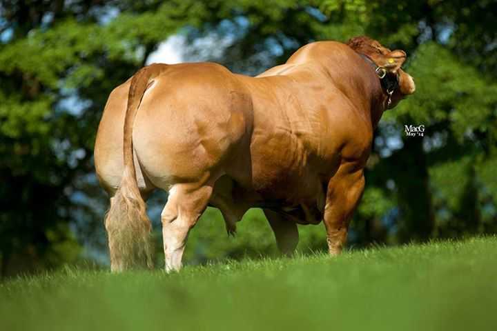 ganado Limousin