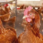 Control de enfermedades en gallinas ponedoras