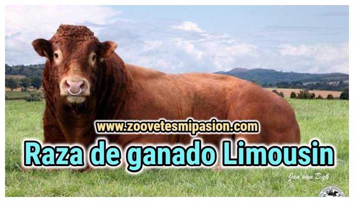 Raza de ganado Limousin