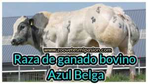 Raza de ganado bovino Azul Belga