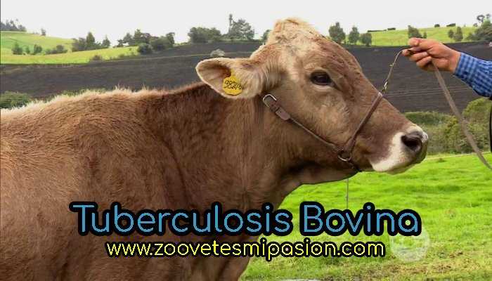 Tuberculosis Bovina