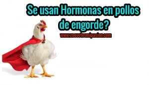 Uso de Hormonas en pollos de engorde