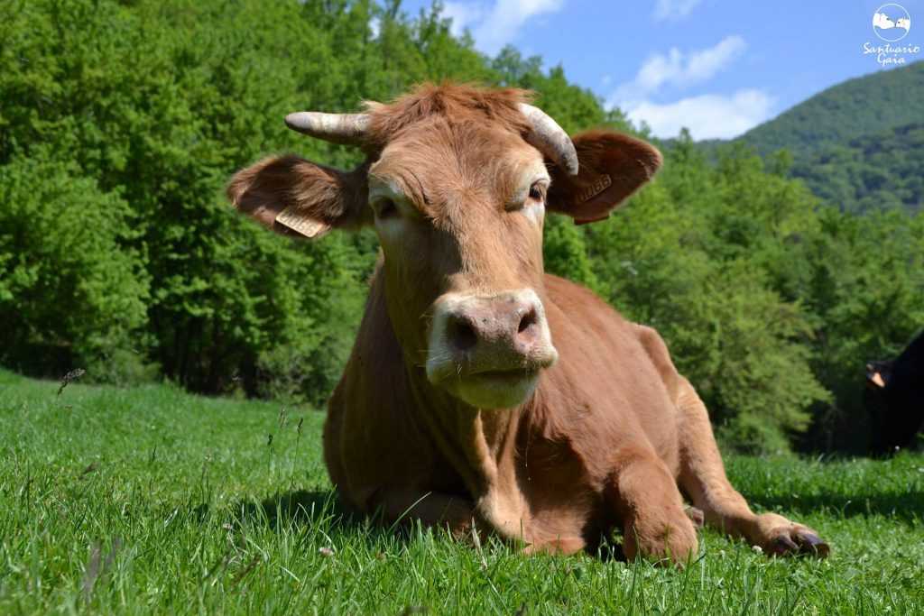 anaplasmosis bovina