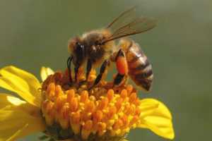 El polen de abejas