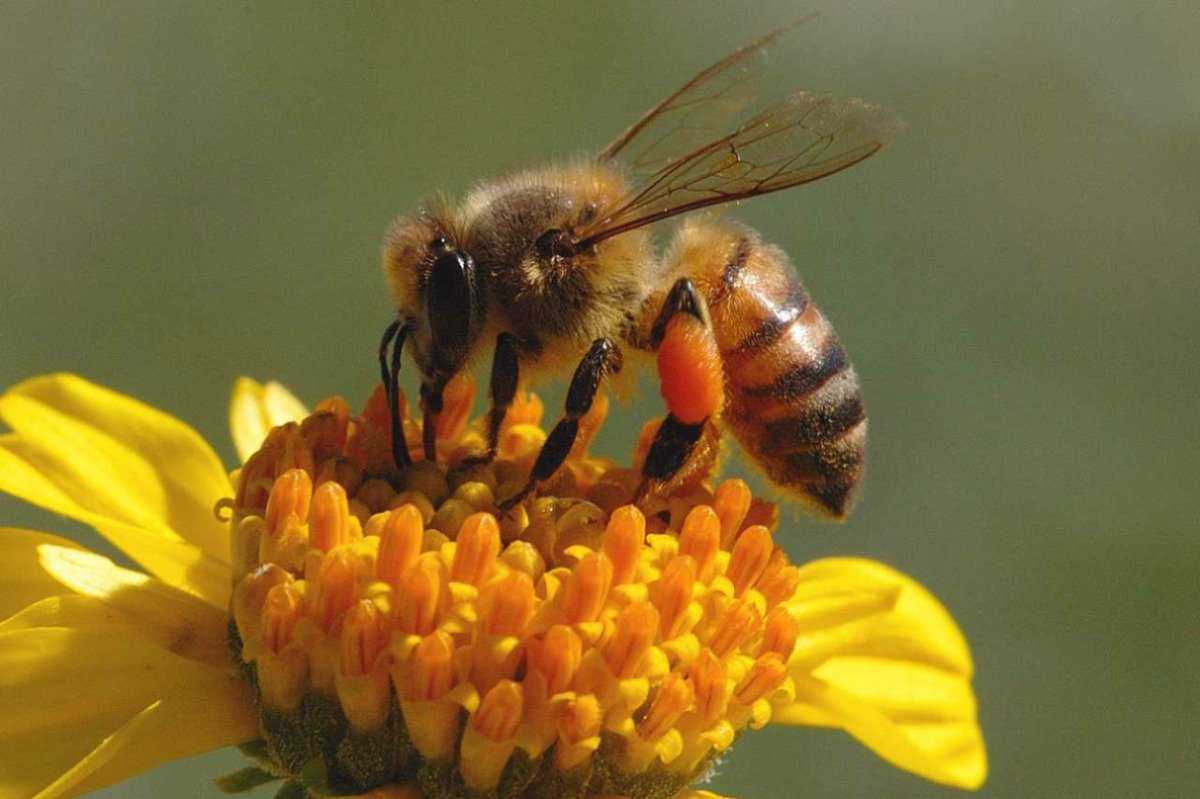 El polen de las abejas