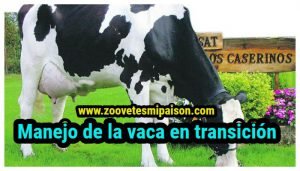 la vaca en transición
