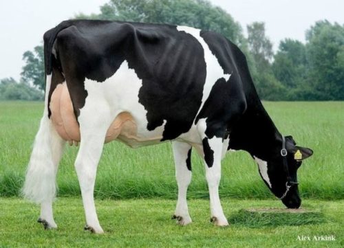 Raza bovina Holstein