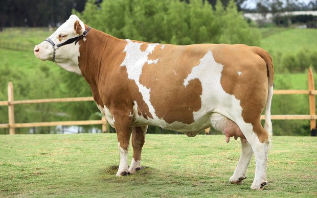 🐮 Razas De Ganado Bovino Doble Proposito Producción De Carne Y Leche 