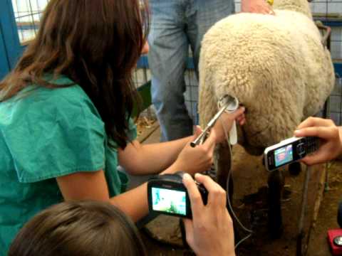 Lee más sobre el artículo Biotecnología y mejoramiento genético en ovinos y caprinos