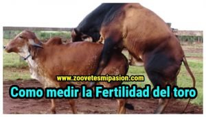 Como medir la Fertilidad del toro