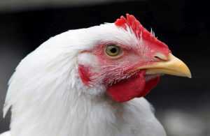 Desinfección del galpón pollos