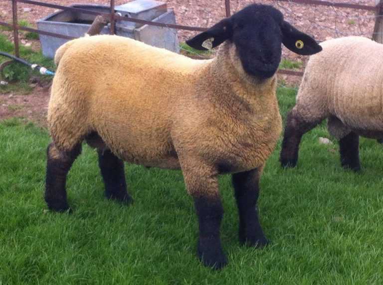 Razas Ovinas 【Conozca las principales razas】