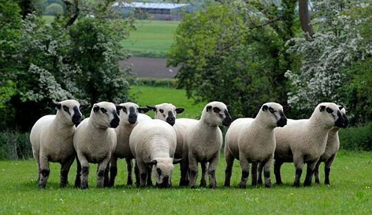 carneros de lana 