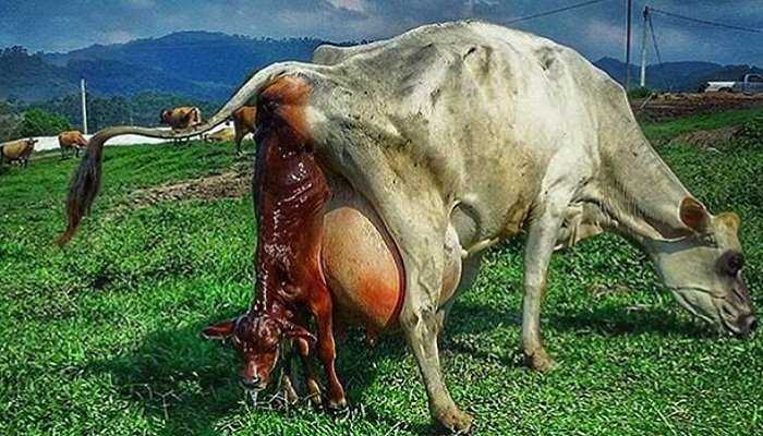 Parametros reproductivos del ganado