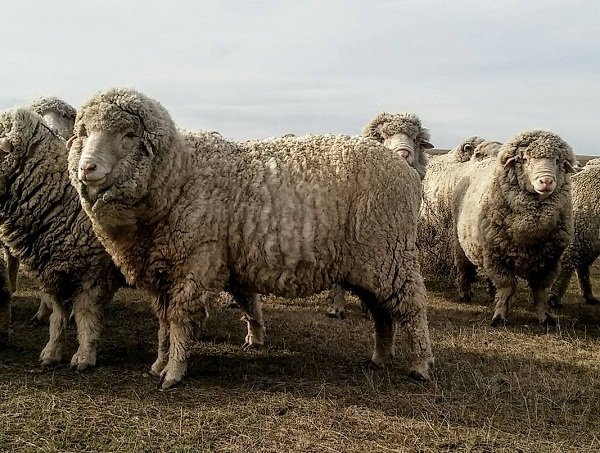 Ovinos de lana