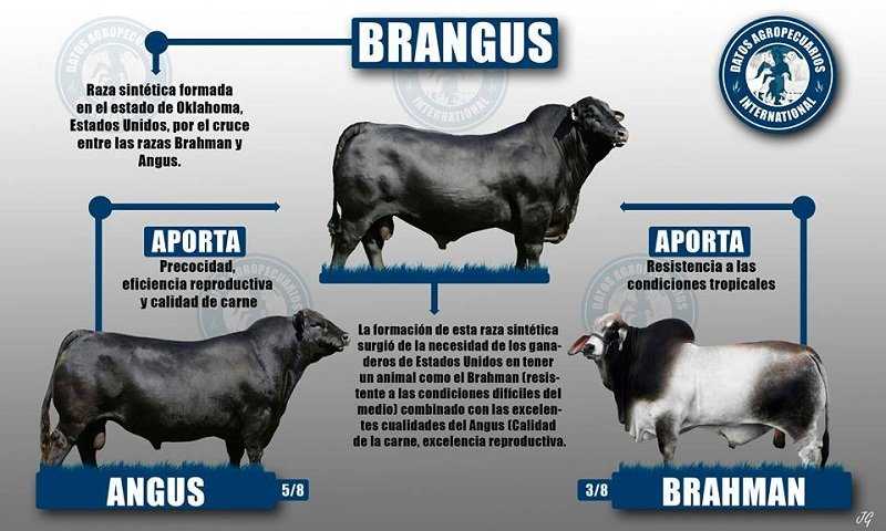 raza bovina Brangus