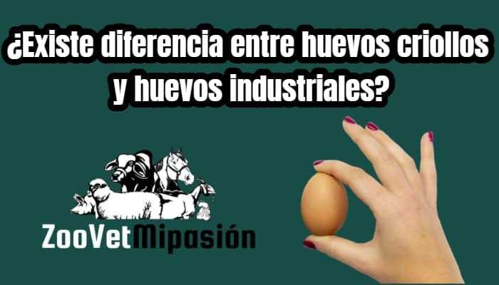 ¿Existe diferencia entre huevos criollos y huevos industriales?