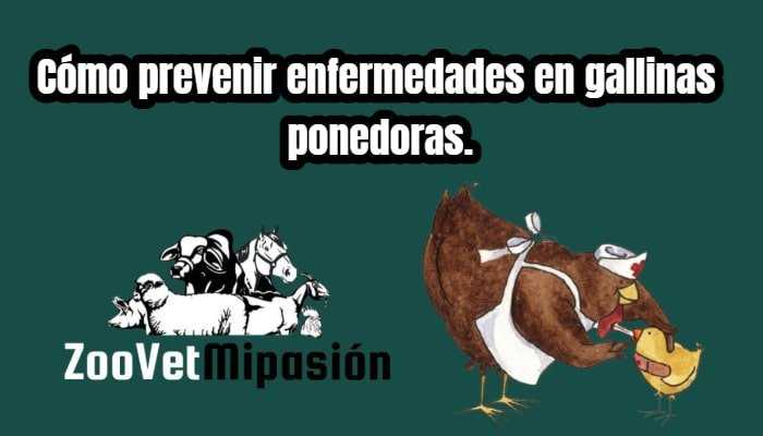 Cómo prevenir enfermedades en gallinas ponedoras.