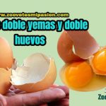 Por qué se dan los huevos Doble yema