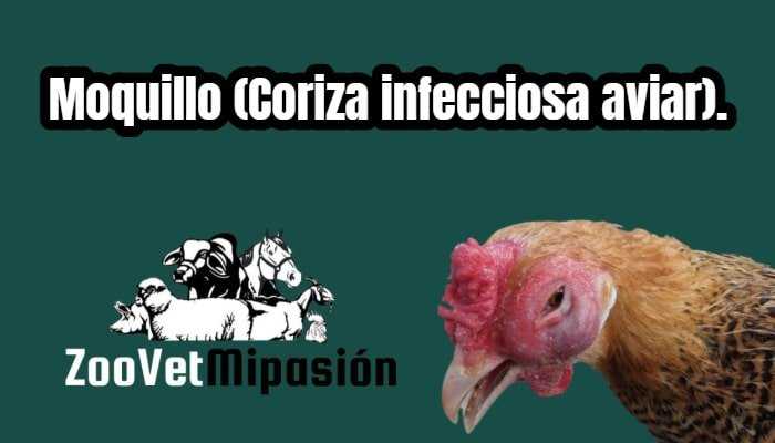 Moquillo (Coriza infecciosa aviar).