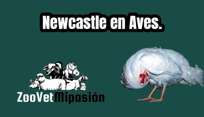 Newcastle en Aves