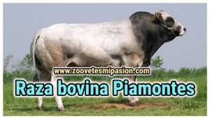 Raza bovina Piamontes