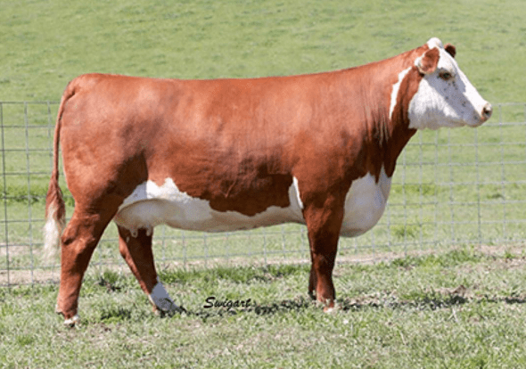 Hembra Hereford