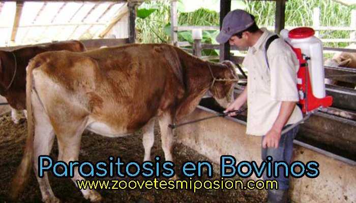 Parasitosis en Bovinos