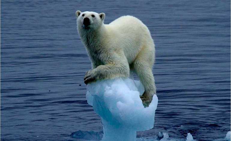 En este momento estás viendo Mas de 600 osos polares se acumulan en una isla porque ya no hay hielo