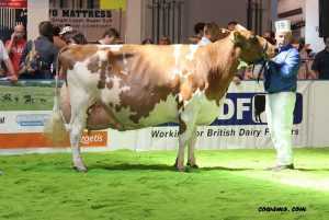 Vaca Ayrshire 