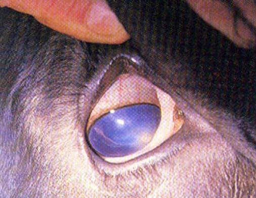 Queratoconjuntivitis infecciosa bovina