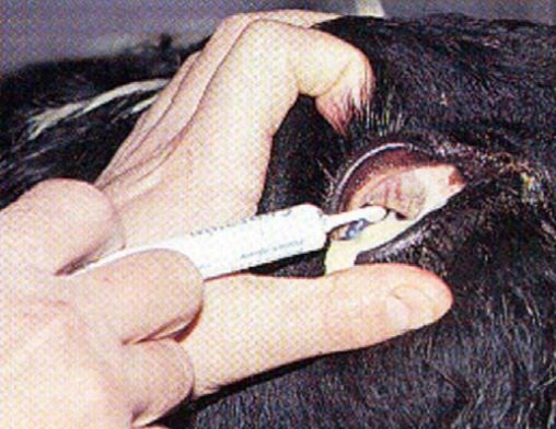 Queratoconjuntivitis infecciosa bovina