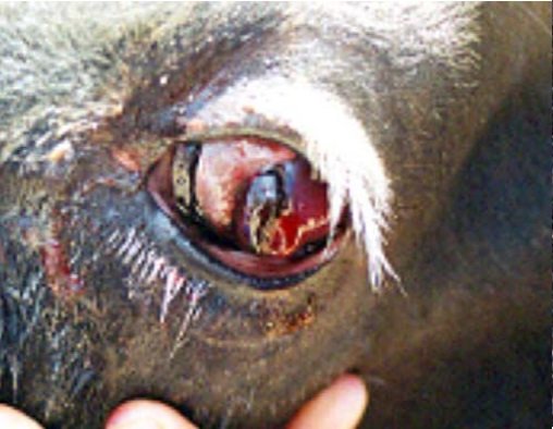 Queratoconjuntivitis infecciosa bovina