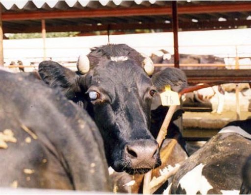 Queratoconjuntivitis infecciosa bovina