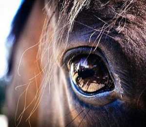 sentido de la vista del caballo