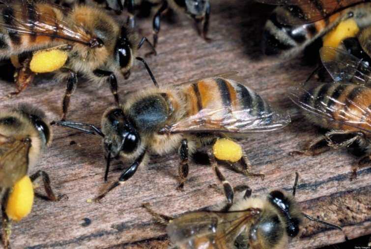 El origen de las abejas asesinas que matan 20 personas al año