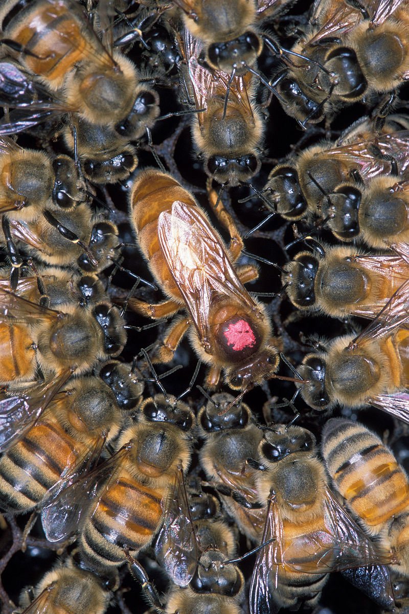 Abeja asesina