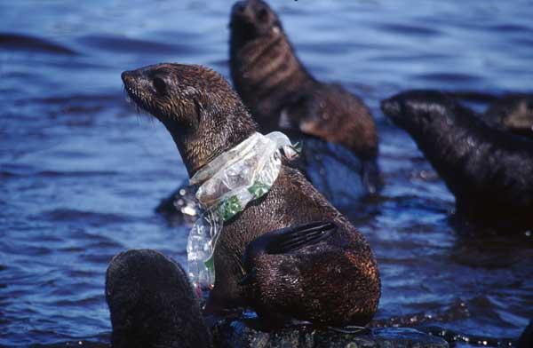 animales afectados por el plastico