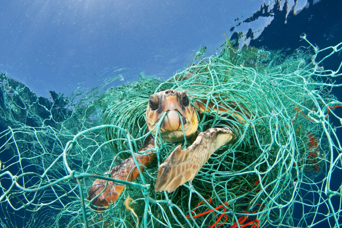 animales afectados por el plastico