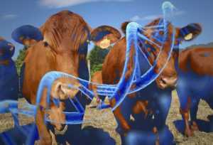 mejoramiento genetico en ganado lechero