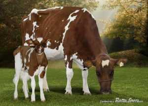 Vaca lechera Ayrshire 