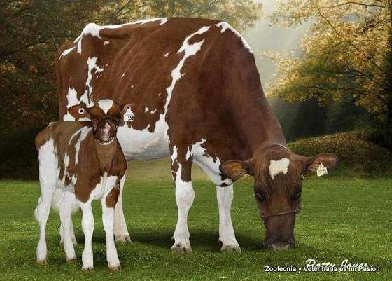 Vaca lechera Ayrshire 