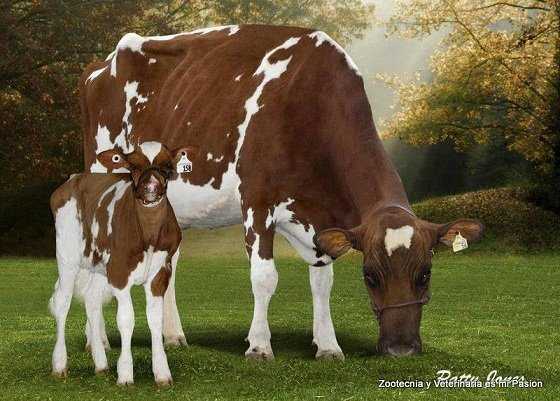Philips Avent Natural 3.0 Feeding Teats Thick Feeds