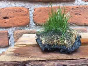 Lee más sobre el artículo Crean un método para hacer crecer plantas donde no hay agua