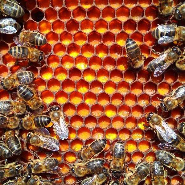 La apicultura, las abejas, y la miel
