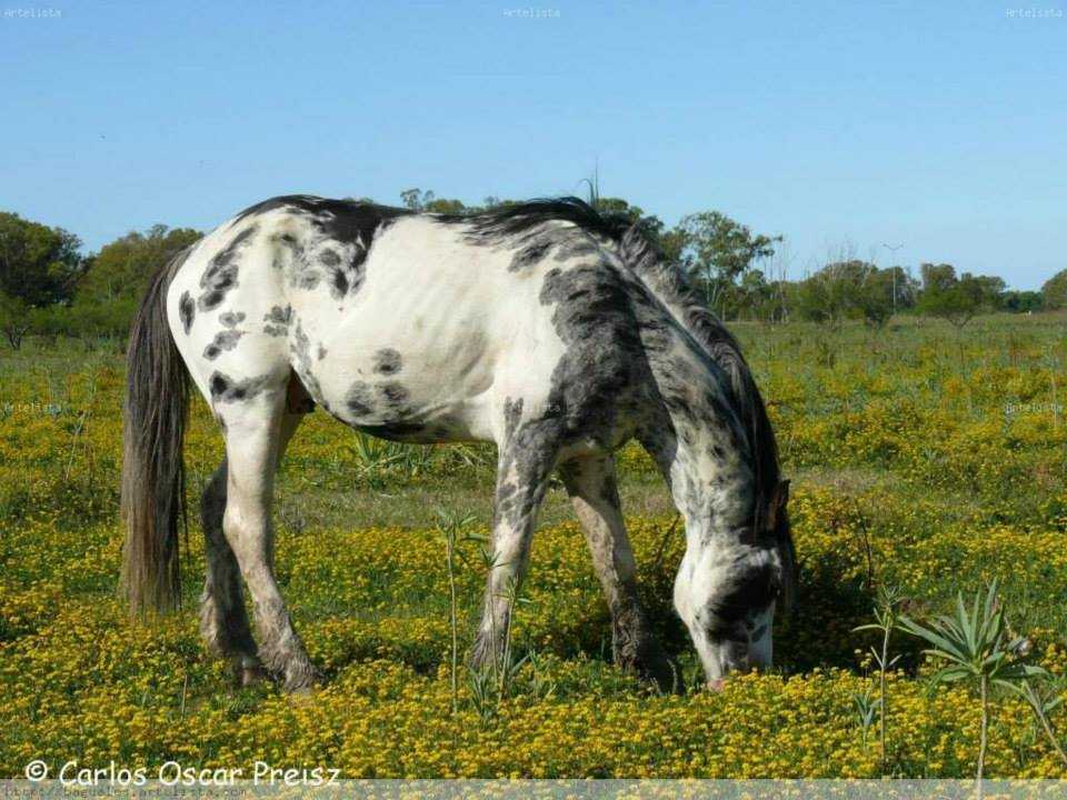 CABALLO OVERO AZULADO