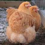 Cria de gallinas ponedoras