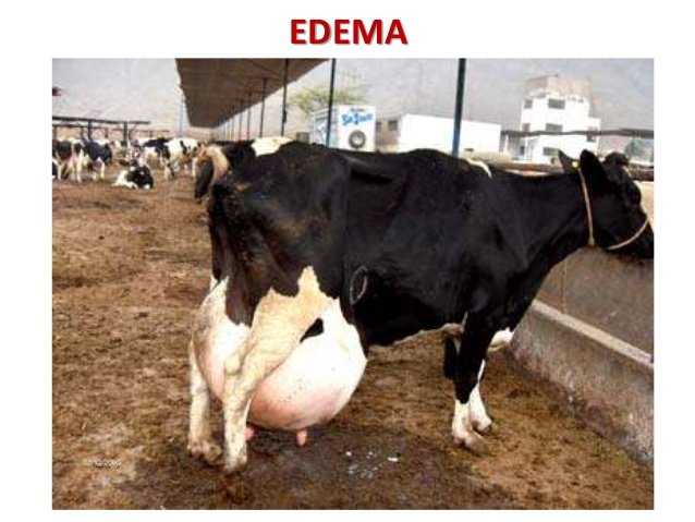 Edema de la ubre