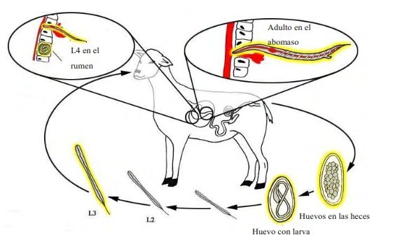 Ciclo de vida de Haemonchus contortus