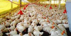 Manejo sanitario en pollos de engorde